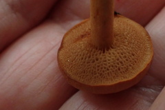 Chalciporus piperatus