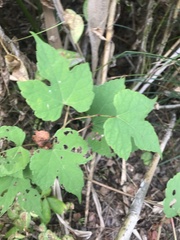 Vitis aestivalis