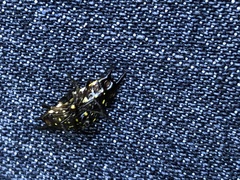 Gasteracantha quadrispinosa