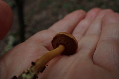 Chalciporus piperatus