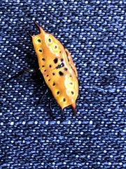 Gasteracantha quadrispinosa