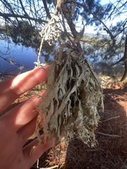 Ramalina subleptocarpha