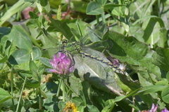 Ophiogomphus cecilia