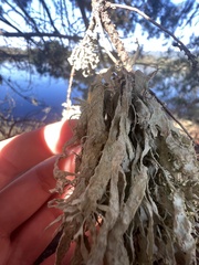 Ramalina subleptocarpha