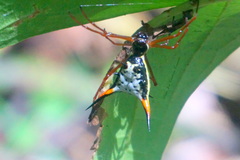 Micrathena schreibersi