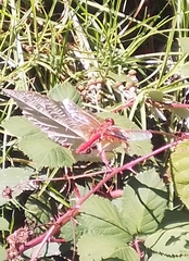 Sympetrum illotum