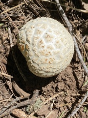 Lycoperdon utriforme