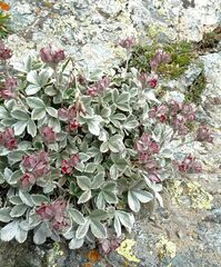 Potentilla divina