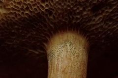 Chalciporus piperatus