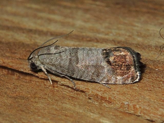 Codling Moth in September 2022 by privatenoaccess · iNaturalist