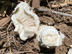 Lycoperdon utriforme