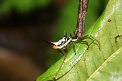 Micrathena schreibersi