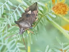 Oechalia schellenbergii