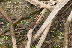 Diplacodes bipunctata