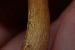 Chalciporus piperatus