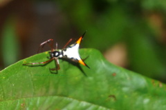 Micrathena schreibersi