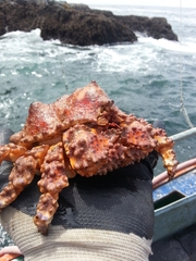 Echidnocerus cibarius