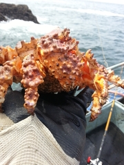 Echidnocerus cibarius