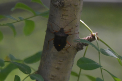 Pentatoma rufipes