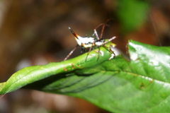 Micrathena schreibersi