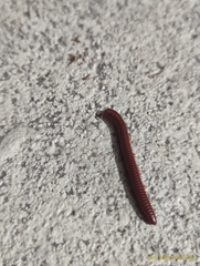 Trigoniulus corallinus