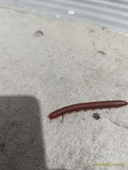 Trigoniulus corallinus