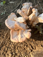Laetiporus cincinnatus