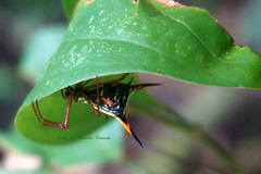 Micrathena schreibersi