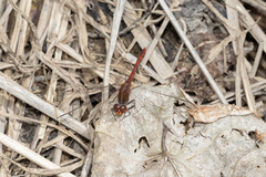 Diplacodes bipunctata