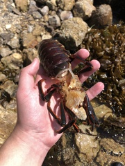 Panulirus interruptus