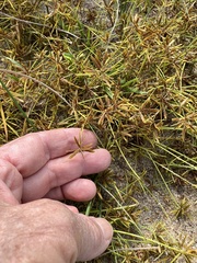 Cyperus filicinus