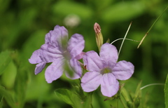 Ruellia nudiflora