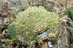 Draba rigida