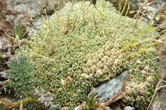 Draba rigida
