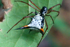 Micrathena schreibersi