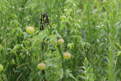 Cardiospermum halicacabum