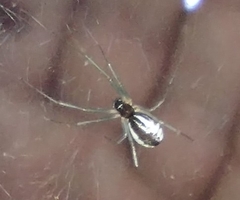 Frontinella pyramitela