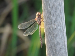 Aeshna canadensis