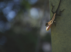 Anolis carlliebi