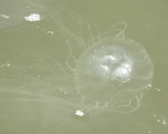 Chrysaora chesapeakei