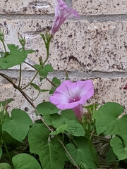 Ipomoea cordatotriloba