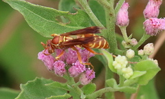 Polistes bellicosus