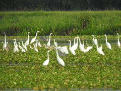 Ardea alba egretta