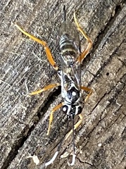 Cryptanura septentrionalis