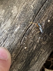 Cryptanura septentrionalis