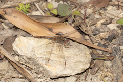 Diplacodes bipunctata