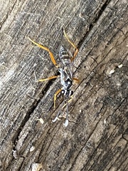 Cryptanura septentrionalis