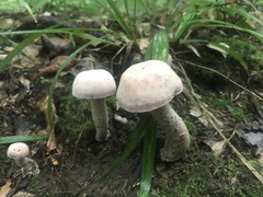 Laccaria ochropurpurea