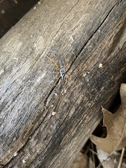 Cryptanura septentrionalis
