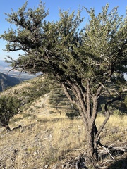 Cercocarpus ledifolius